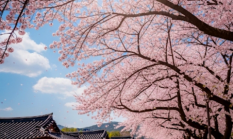 Korea Selatan: Negeri Ginseng yang Mendunia