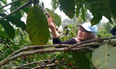 Kopi Buana Ciremai Didorong Naik Kelas, BI Perkuat Petani dan Pemasaran Digital