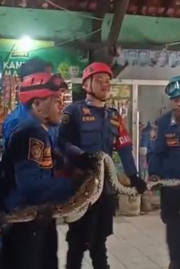Ular Sanca Masuk Lingkungan SDN Pulasaren 3 Kota Cirebon, Anak-anak Bersorak Saat Damkar Berhasil Evakuasi